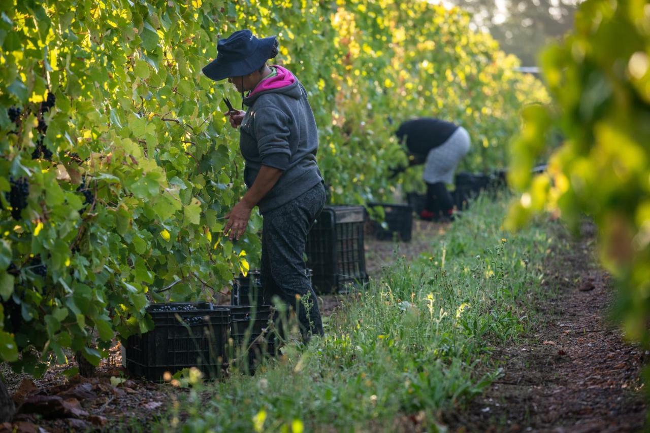 Vakantieboerderij Belfield Wines And Farm Grabouw